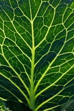 Green cabbage leaf structure close up Stock Photos