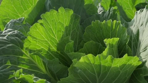 Green cabbage leaf in the sun Stock Footage 156631222