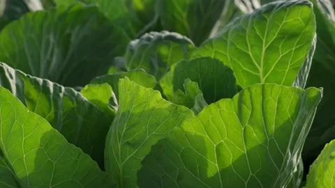 Green cabbage leaf in the sun Stock Footage 156631679