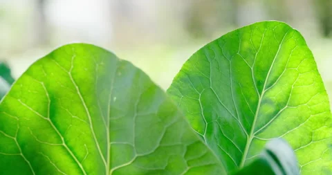 Green cabbage leaves Stock Footage 132362366