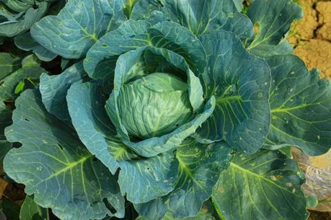 A green cabbage with leaves on the ground Stock Photos