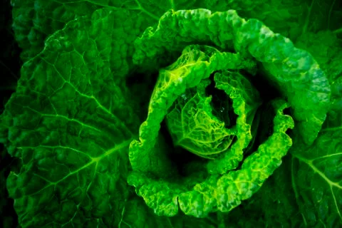 Green Cabbage leaves Stock Photos