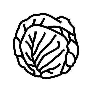 Green cabbage line icon vector illustration Stock Illustration