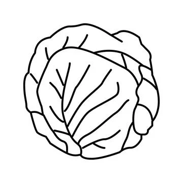 Green cabbage line icon vector illustration Stock Illustration