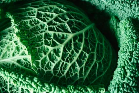Green cabbage macro image. Freshly harvested cabbage. Healthy and detox food Stock Photos