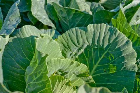 Green cabbage Stock Photos