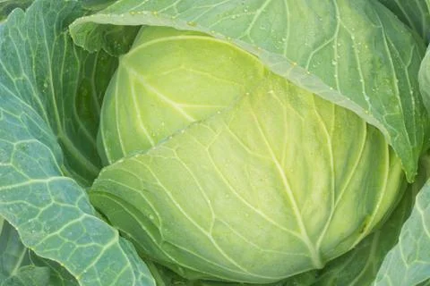 Green cabbage Stock Photos