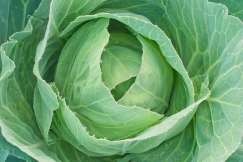 Green cabbage Stock Photos