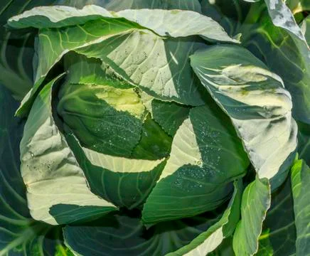 Green cabbage Stock Photos