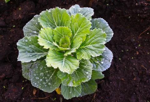 Green cabbage Stock Photos