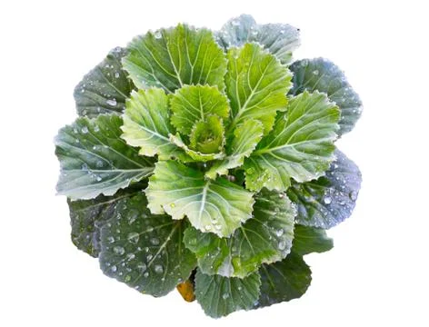 Green cabbage Stock Photos