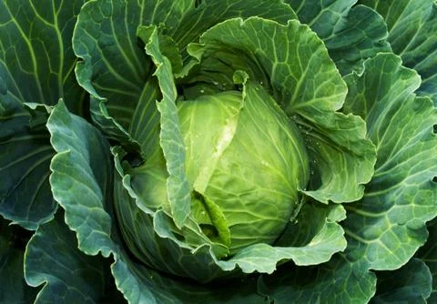 Green cabbage Stock Photos
