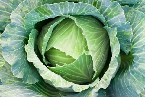 Green cabbage Stock Photos