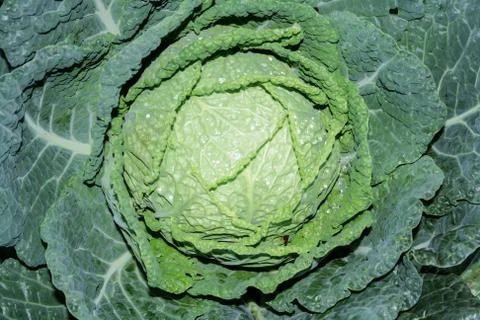 Green cabbage Foto stock