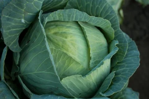 Green cabbage Stock Photos