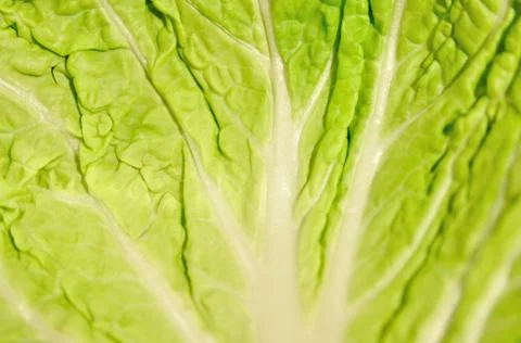 Green cabbage Stock Photos