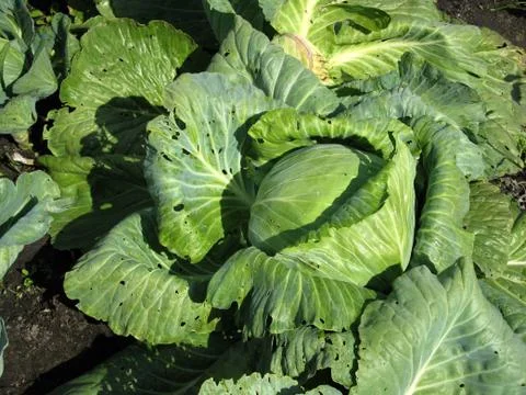 Green cabbage Stock Photos