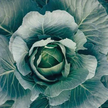 Green cabbage Stock Photos