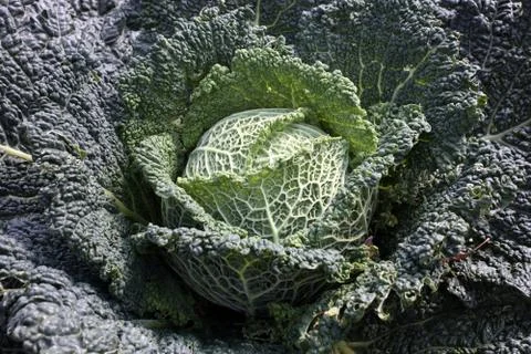 Green cabbage Stock Photos