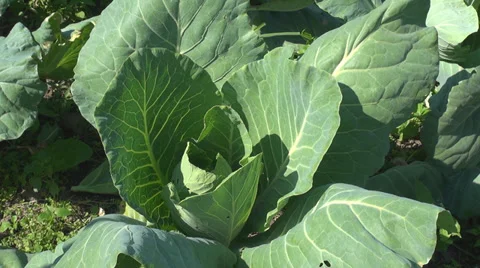 Green cabbage plant vegetable leaf garden farming cultivation plantation outside Stock Footage 33038814