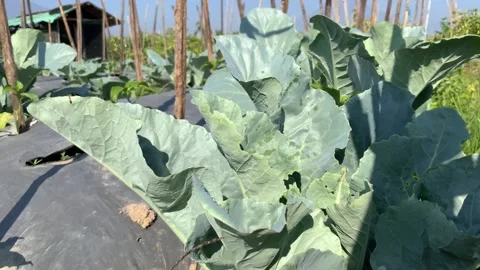 Green Cabbage Plants Growing in a Sunny Agricultural Field Stock Footage 344086706
