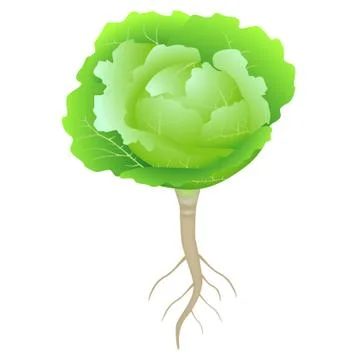 Green cabbage with roots on a white background Stock Illustration