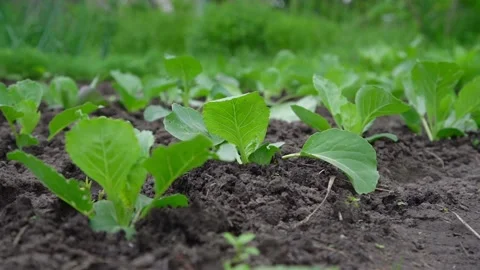 Green cabbage seedling leaves waved by summer wind closeup Stock Footage 135960784
