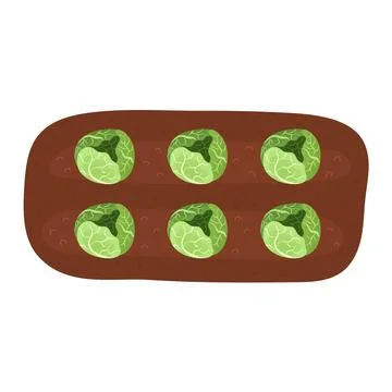 Green cabbage in the soil. Farm vegetable planting process in cartoon style 스톡 일러스트