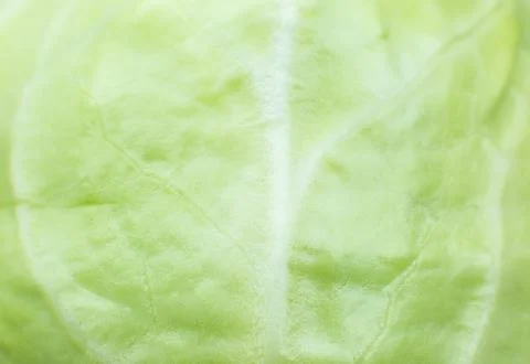 Green cabbage texture background. Close up. Macro photo. Natural eco wallpa.. Stock Photos