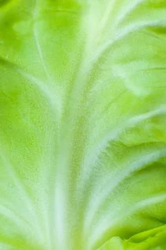 Green cabbage texture background. Close up. Macro photo. Stock Photos