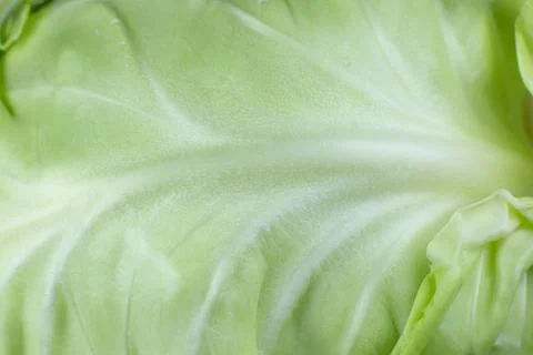 Green cabbage texture background. Close up. Macro photo. Stock Photos