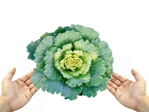 Green cabbage in two hand Stock Photos