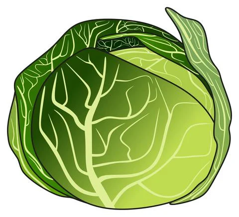 Green cabbage vector drawing on isolated background healthy food diet concept Stock Illustration