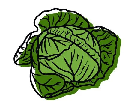 Green cabbage vegetable. Cabbage for farm market Stock Illustration
