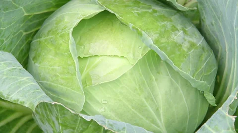 Green Cabbage Vegetable 库存影片 39565634