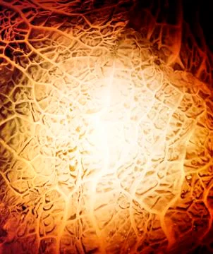 Green cabbage vegetable Stock Photos