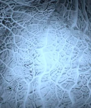 Green cabbage vegetable Stock Photos