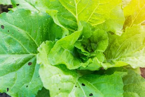 Green cabbage in vegetable plots Stock Photos
