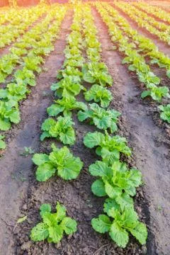 Green cabbage in vegetable plots Stock Photos