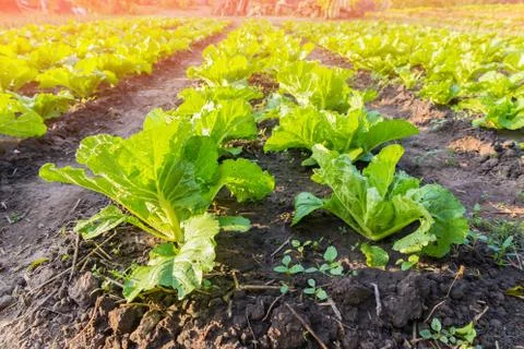 Green cabbage in vegetable plots Stock Photos