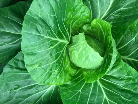 Green cabbage vegetable with water drop in daylight Stock Photos