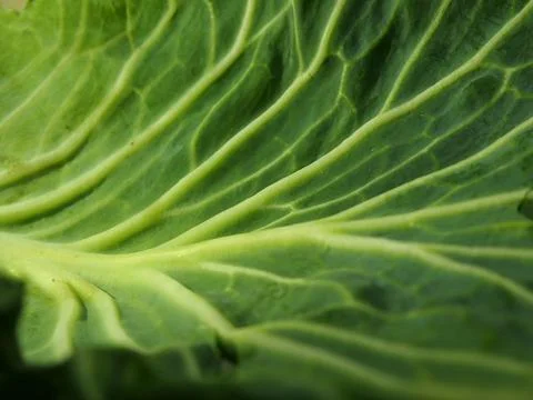 Green cabbage the vegetables texture 库存照片