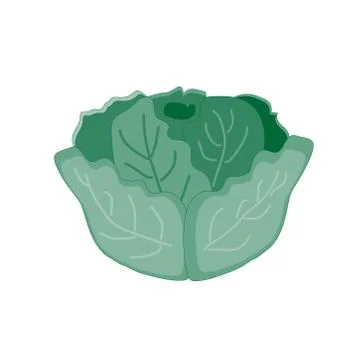 Green cabbage on a white background. Vegetable. Illustration. Stock Illustration