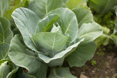 Green cabbage in the yard Stock-Fotos