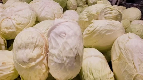 Green cabbages Stock Footage 320146610