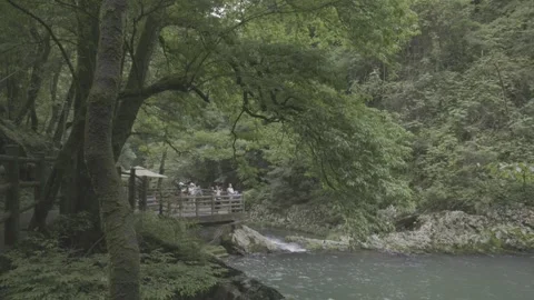 Green Cable Cars Moving Through Dense Green Forest At Longtan, Jinggangshan Stock-Footage 343570186