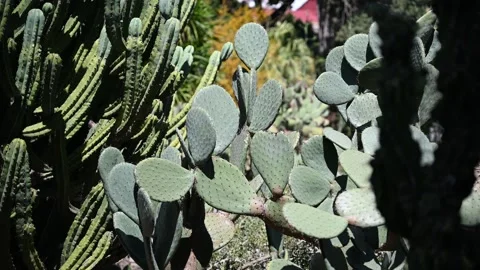 Green cacti Stock Footage 326363060