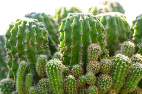 Green cacti. Many cacti in one pot on the ground Stock Photos