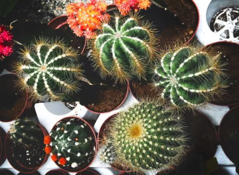 Green Cactus background or texture. Stock Photos