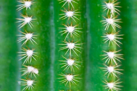 Green cactus as a background. Stock Photos